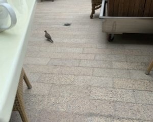 IMG_4214_300x400